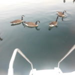 Canada geese idea of docktailing