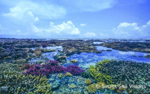 Indonesias Coral Reef - Photo By Burt & Maureen of SeaVisions