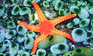 photo of sea life - http://secretseavisions.com/