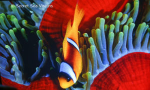 photo of sea life - http://secretseavisions.com/