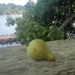 Pears growing in Ganges