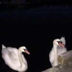 Swans visited with us at Ganges Marina